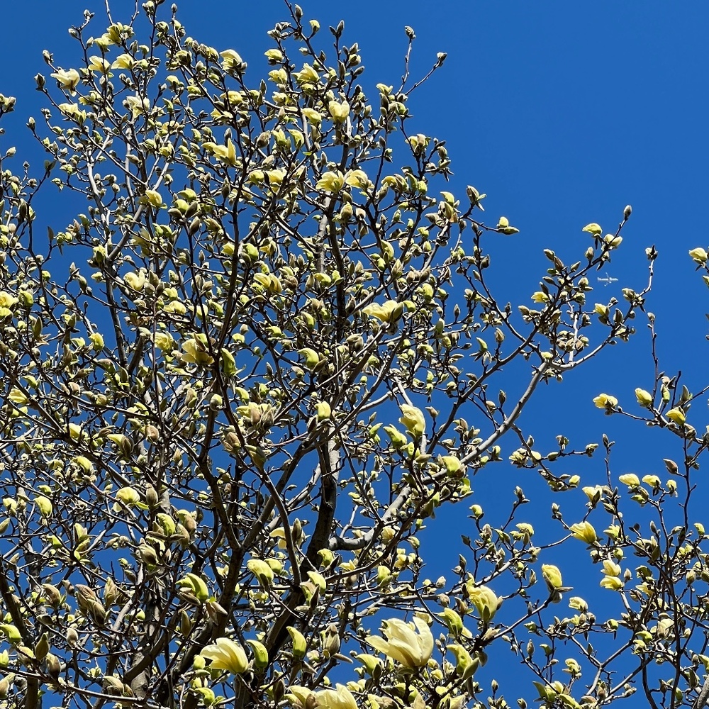 Meet your Posher, Vas